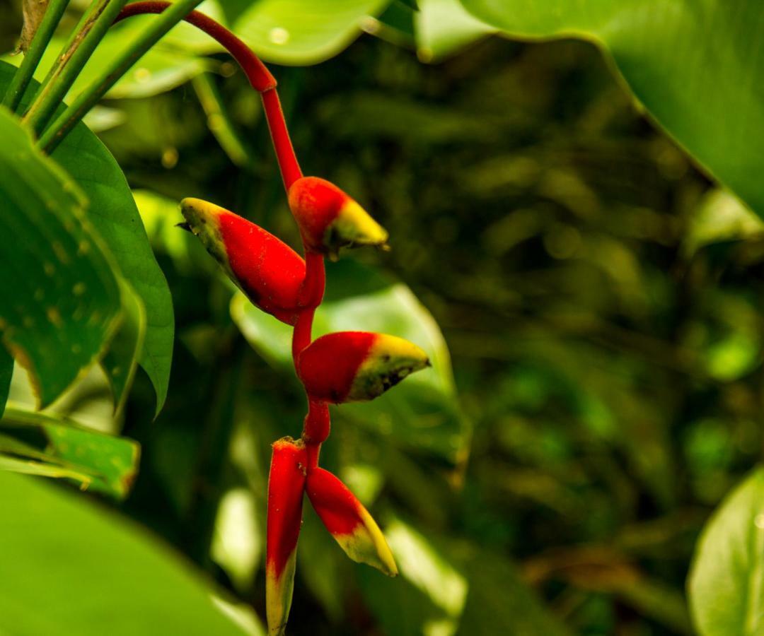 مانويل أنطونيو Casa Tucanes المظهر الخارجي الصورة